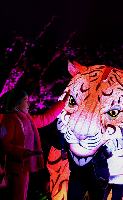 A woman walks through Adelaide Zoo at night coming across a series of lantern creatures.