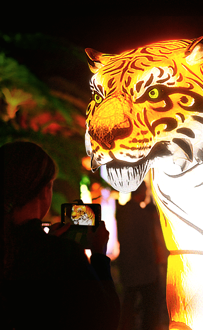 After a sold out 2021 season, Light Creatures is back to take you behind the gates of Adelaide Zoo after dark!